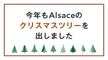 今年もAlsaceのクリスマスツリーを出しました